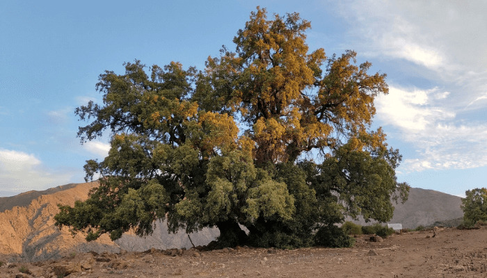 Quillaja saponaria tree