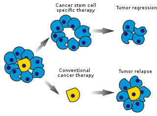 Stem cell specific and conventional cancer therapies.