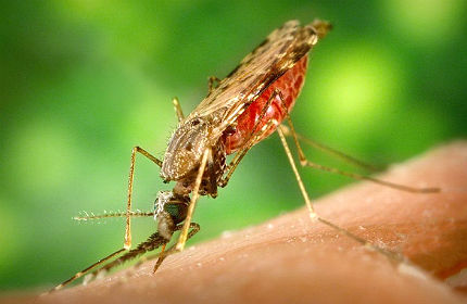 Malaria continues to be a threat in many parts of the world