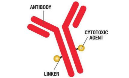 Complete range of services for your antibody-drug conjugates (ADCs) including formulation development, analytical development, process development, linkers / cytotoxic agents, conjugation, and fill / finish.